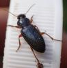 Ophonus ardosiacus